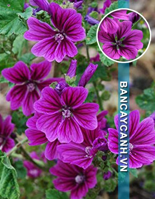 CÂY HOA CẨM QUỲ - MALVA  SYVESTRIS